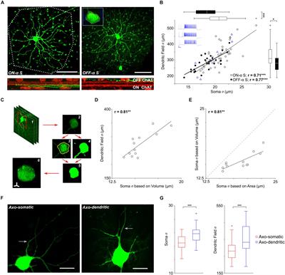 Scaling of the AIS and Somatodendritic Compartments in α S RGCs